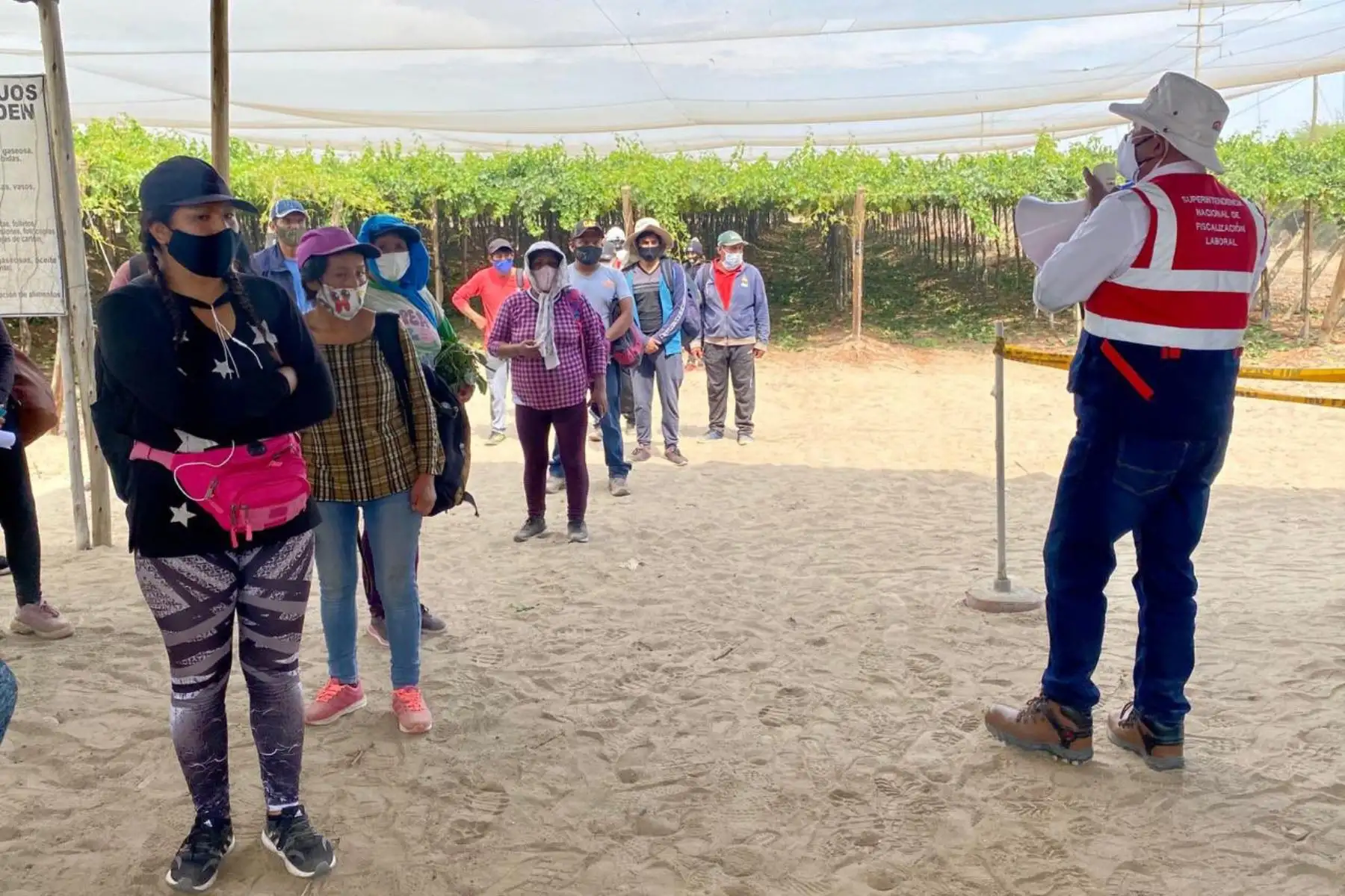 Equipo de inspectores de la SUNAFIL realizan trabajos de inspección en el Fundo Milagritos en Ica, para verificar los derechos sociolaborales de los trabajadores agrarios, así como las condiciones de seguridad y salud en el trabajo.
Foto: SUNAFIL