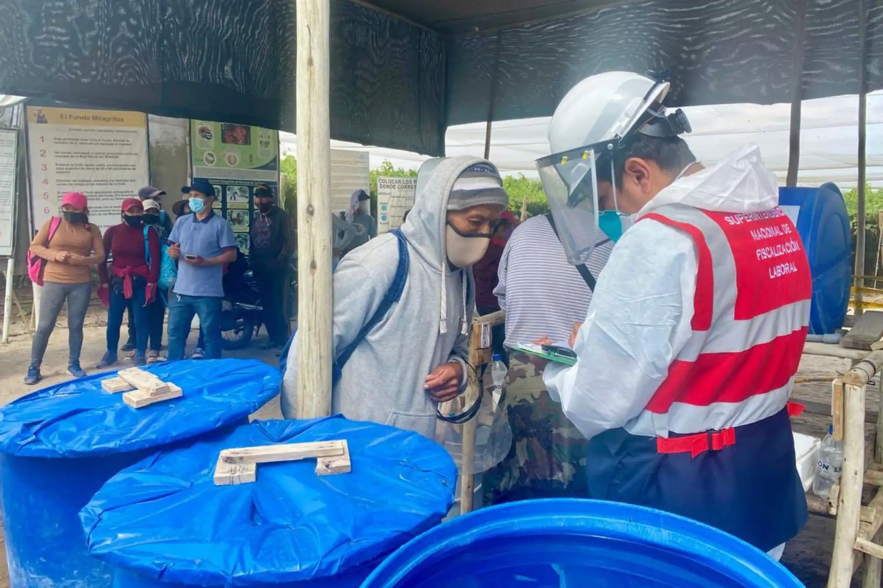 Equipo de inspectores de la SUNAFIL realizan trabajos de inspección en el Fundo Milagritos en Ica, para verificar los derechos sociolaborales de los trabajadores agrarios, así como las condiciones de seguridad y salud en el trabajo.
Foto: SUNAFIL