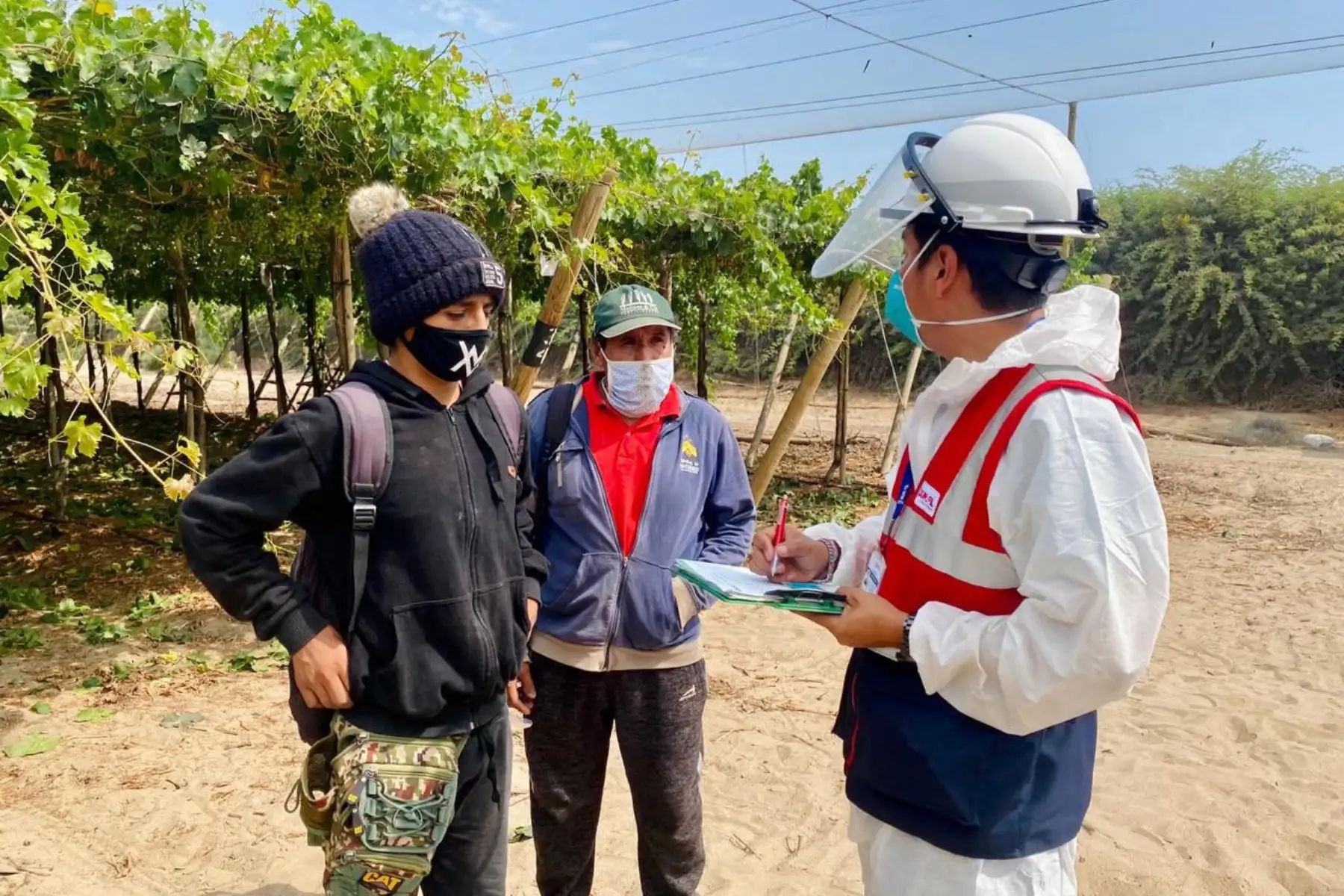 Equipo de inspectores de la SUNAFIL realizan trabajos de inspección en el Fundo Milagritos en Ica, para verificar los derechos sociolaborales de los trabajadores agrarios, así como las condiciones de seguridad y salud en el trabajo.
Foto: SUNAFIL