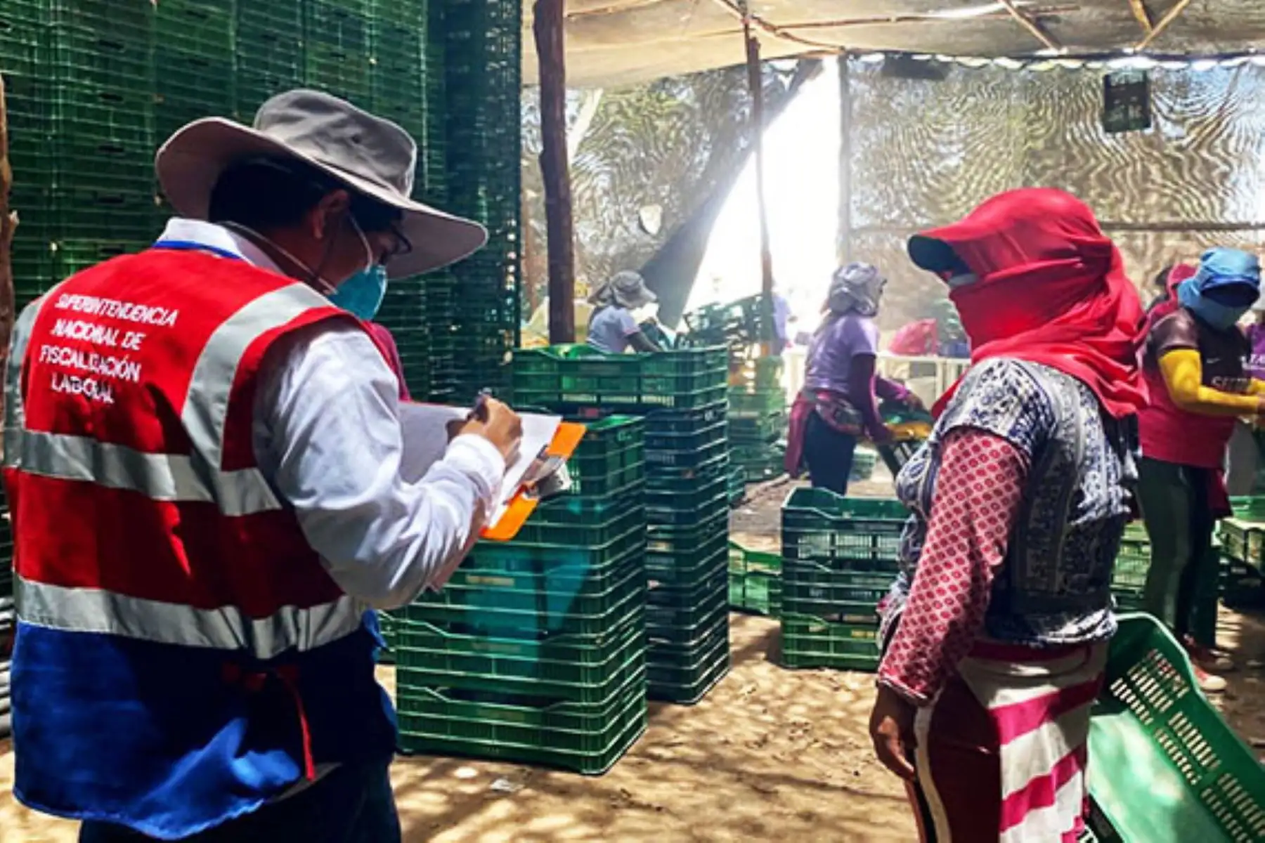 Equipo de inspectores de la SUNAFIL realizan trabajos de inspección en el Fundo Milagritos en Ica, para verificar los derechos sociolaborales de los trabajadores agrarios, así como las condiciones de seguridad y salud en el trabajo.
Foto: SUNAFIL