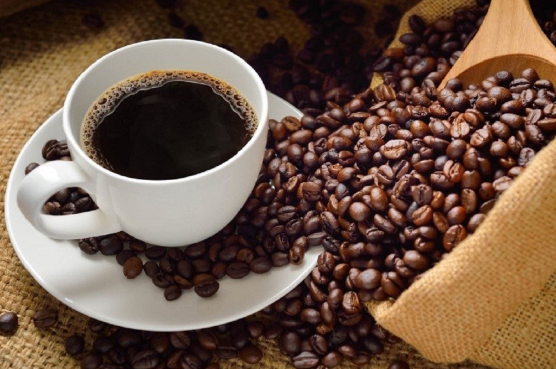 El café peruano es una fuente considerable antioxidantes llamados polifenoles y compuestos fenólicos. También contiene vitaminas del complejo B como riboflavina (B2), niacina (B3) y ácido pantoténico (B5), así como minerales como magnesio, manganeso y potasio. Foto: ANDINA/Archivo