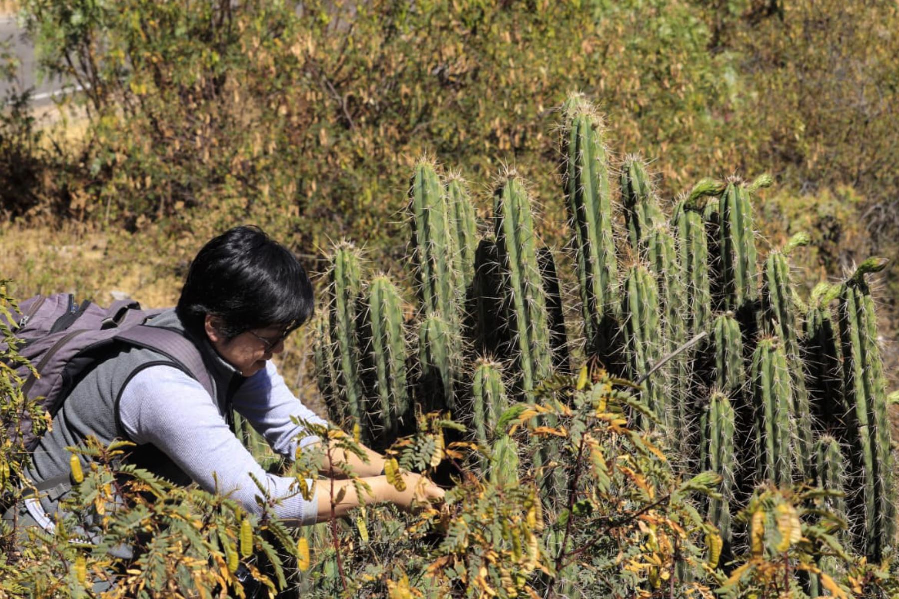 Investigadores de la Universidad Nacional Mayor de San Marcos diseñan estrategias para proteger a los cactus en peligro de extinción. ANDINA/Difusión