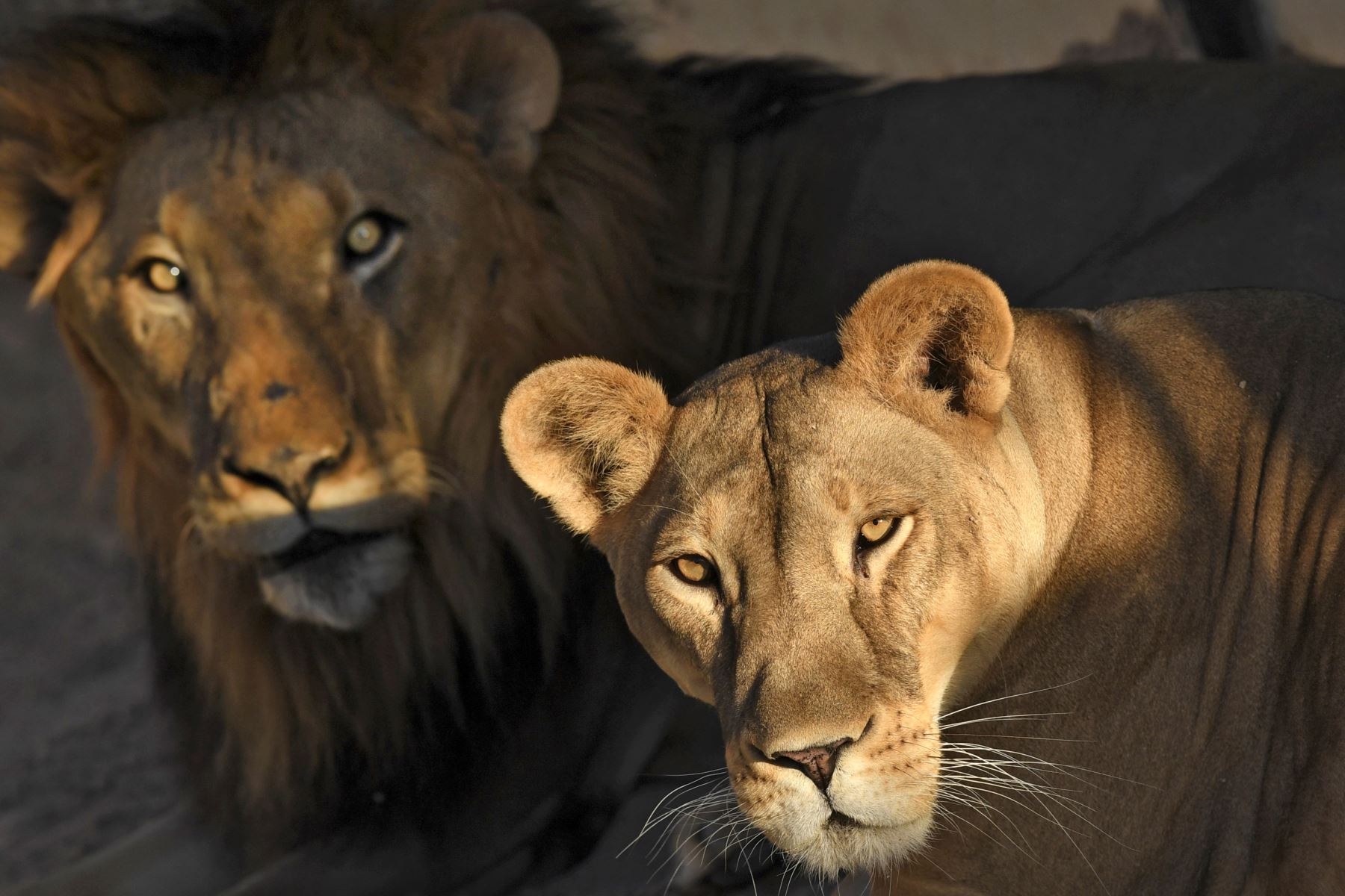 Cuatro leones de un zoo español se contagiaron de covid-19 | Noticias |  Agencia Peruana de Noticias Andina