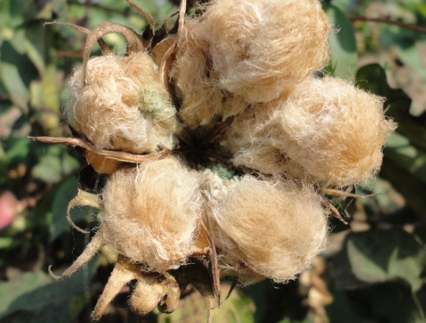 Libro elaborado por el Ministerio del Ambiente (Minam) resalta la riqueza genética del algodón peruano.