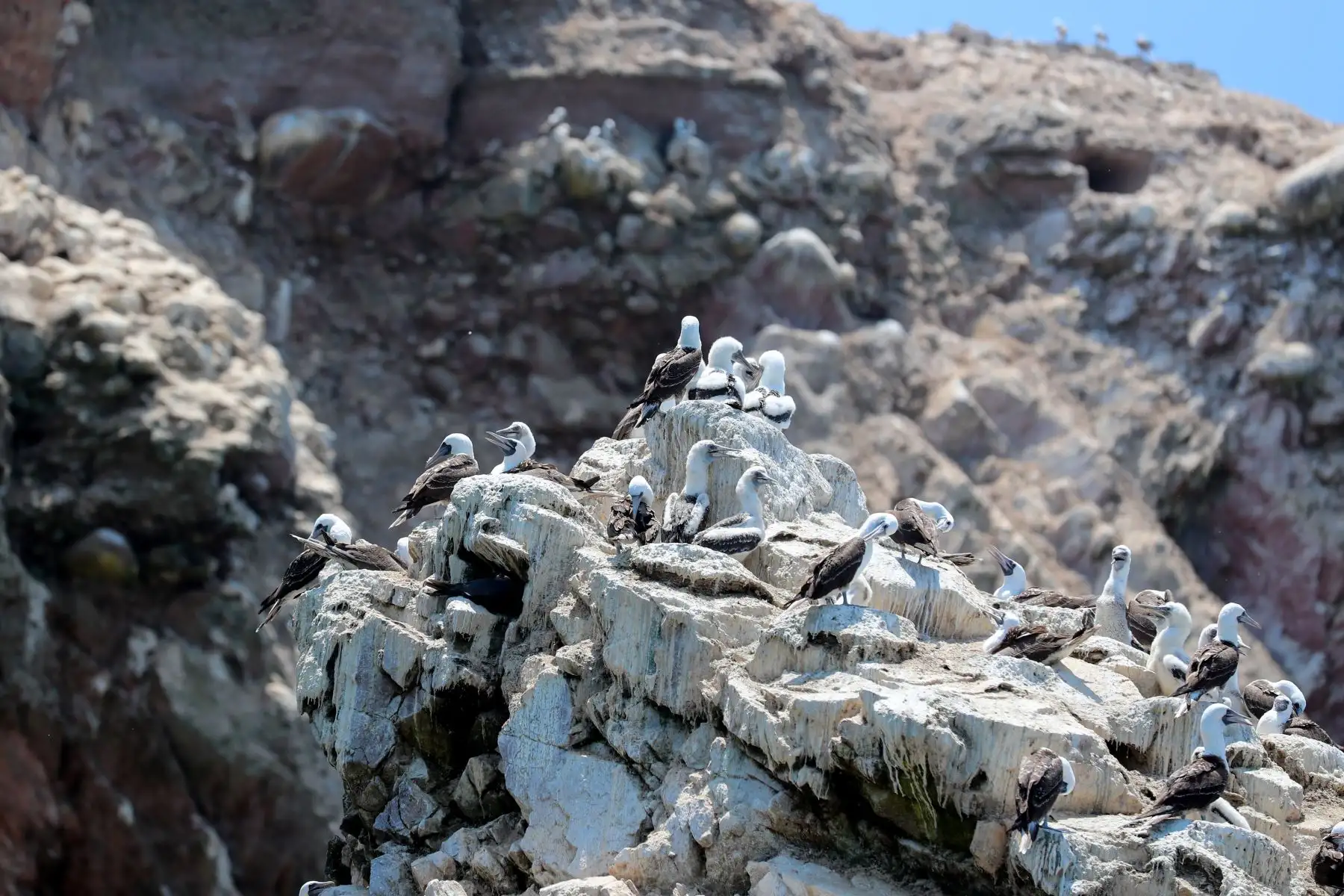 Ministro del Ambiente, Gabriel Quijandría, participa de la reactivación turística biosegura al interior de las áreas naturales protegidas, Islas Ballestas - Reserva Nacional Sistema de Islas, Islotes y Puntas Guaneras".
Foto: MINAM