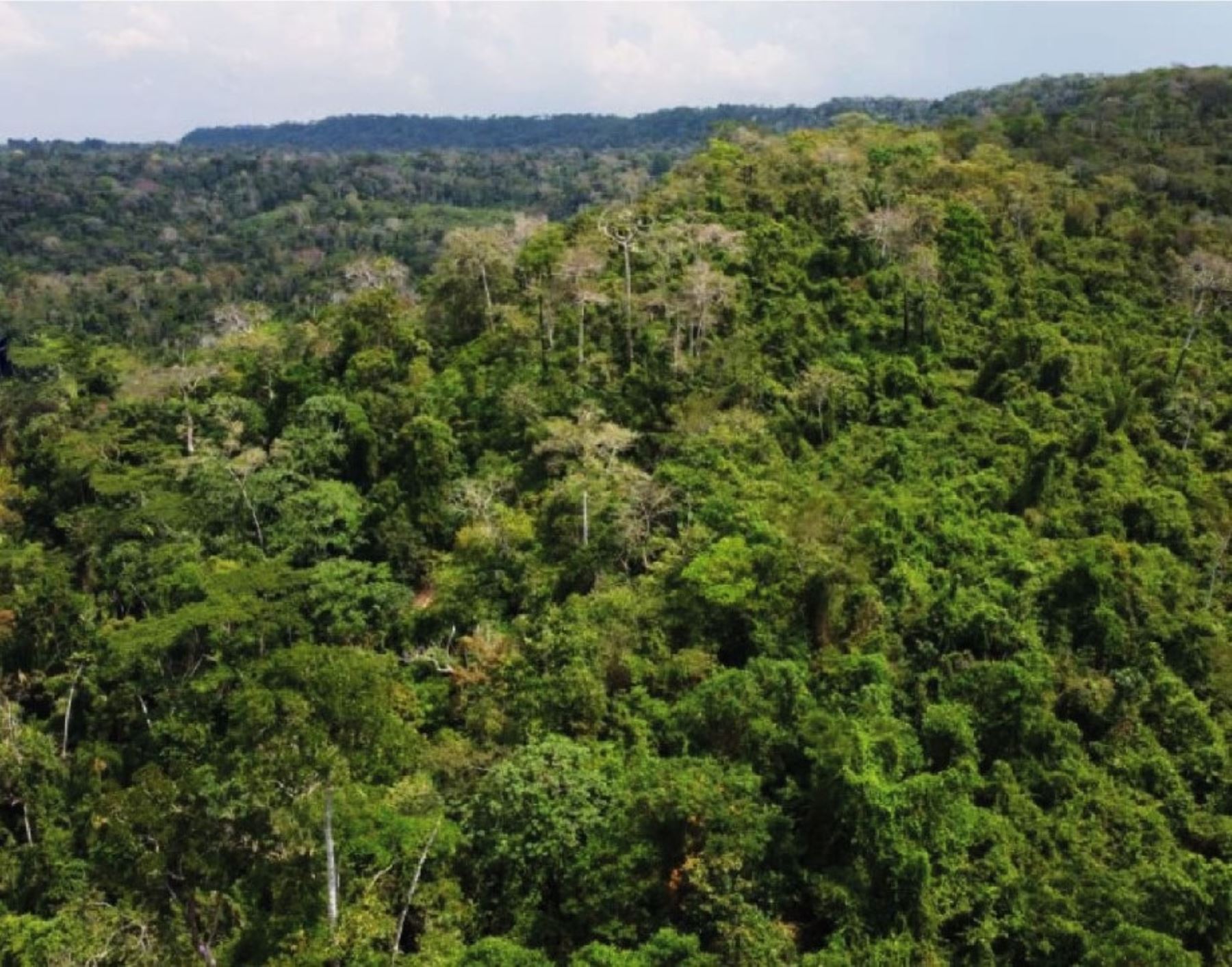 Serfor destaca avances en el proceso de zonificación forestal en la región Huánuco. ANDINA/Difusión