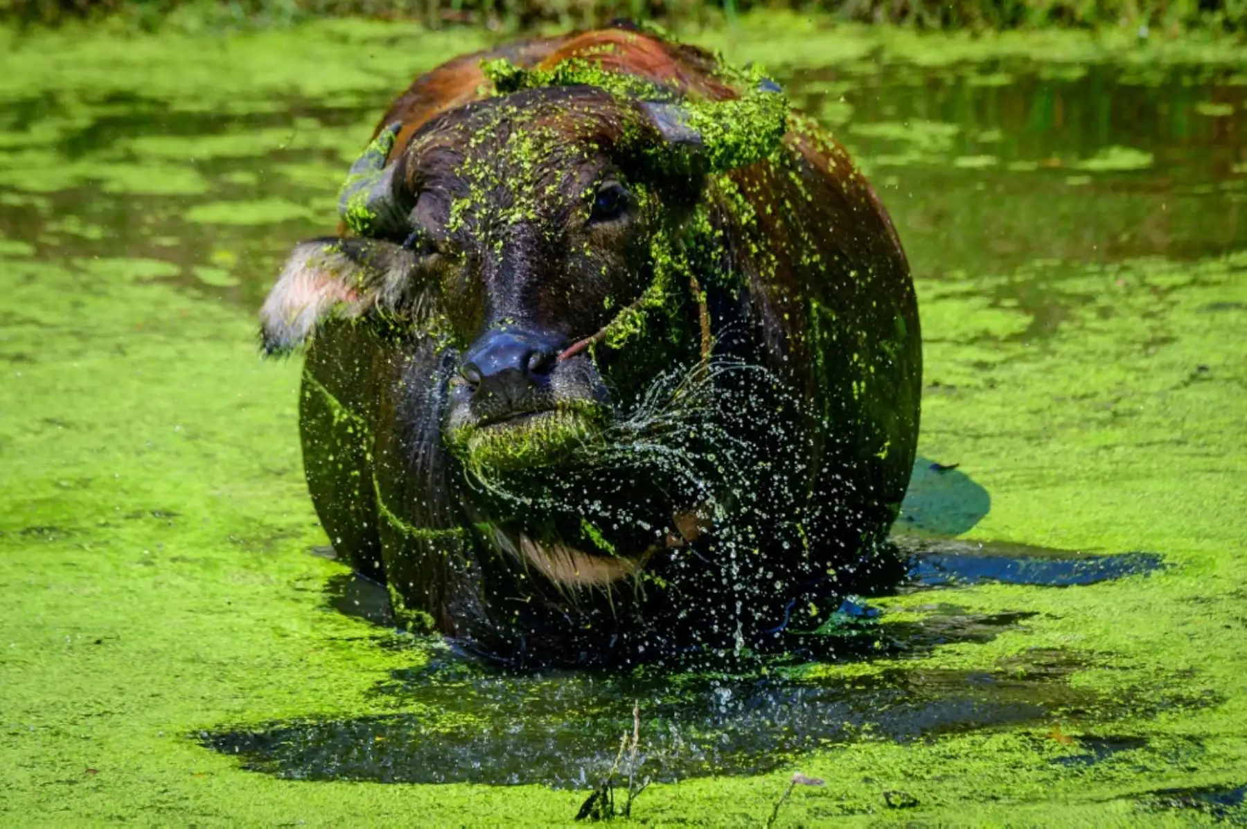 Un búfalo se sacude el agua de la cabeza mientras se refresca en un estanque en el Parque del Patrimonio de la Ciudad Antigua en Samut Prakan, a unos 25 km al sur de Bangkok el 9 de diciembre de 2020. Foto: AFP
