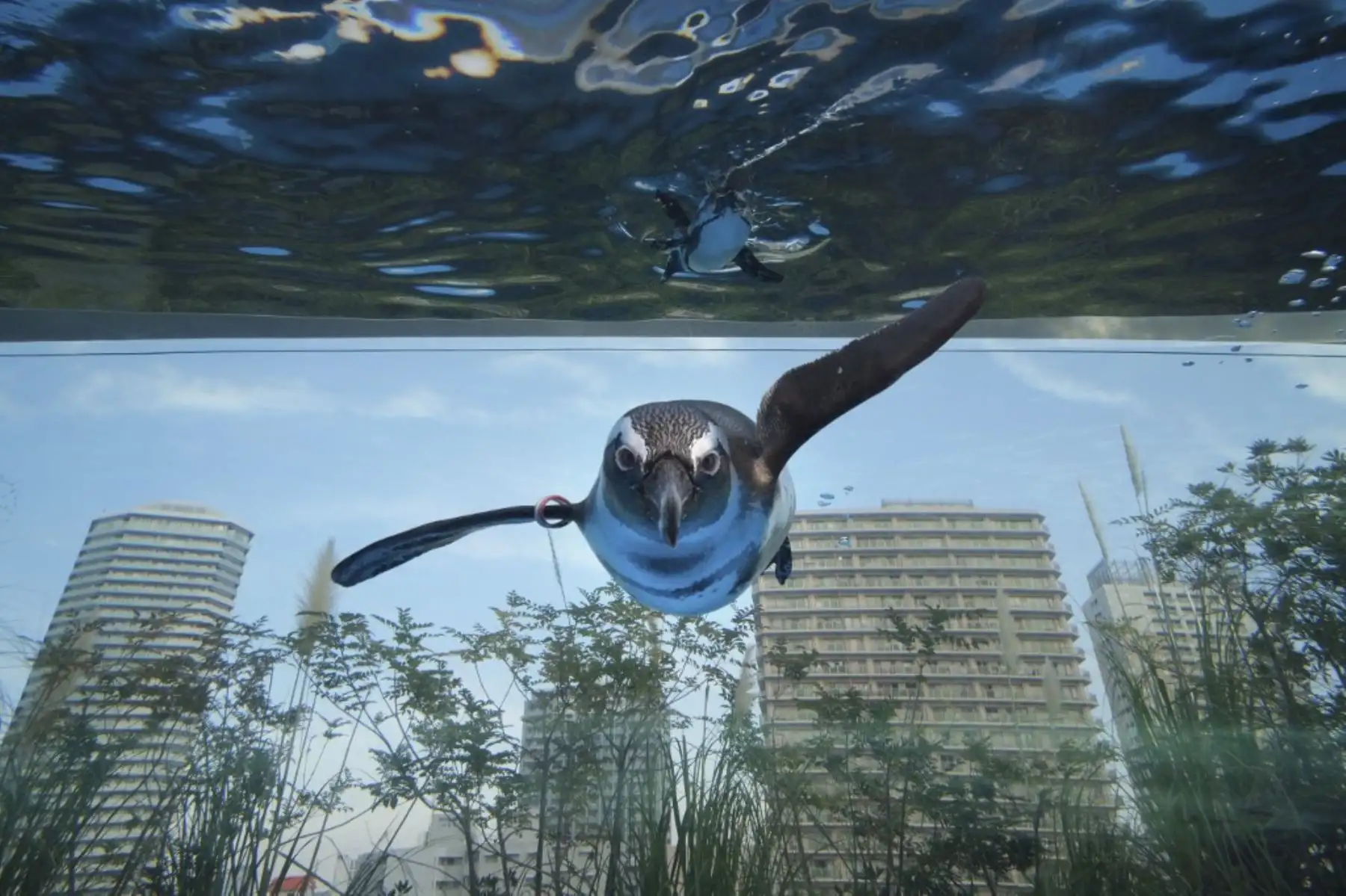 Un pingüino africano nada en un gran tanque de agua llamado "Pingüino en el cielo" en el Sunshine Aquarium en Tokio el 11 de diciembre de 2020. Foto: AFP