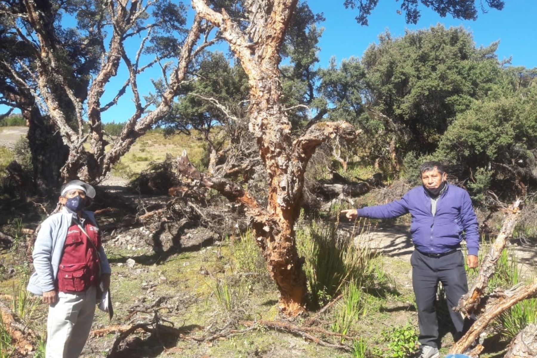 Gobierno regional de Lambayeque impulsa la reforestación en el distrito de Incahuasi. Foto: ANDINA/Difusión
