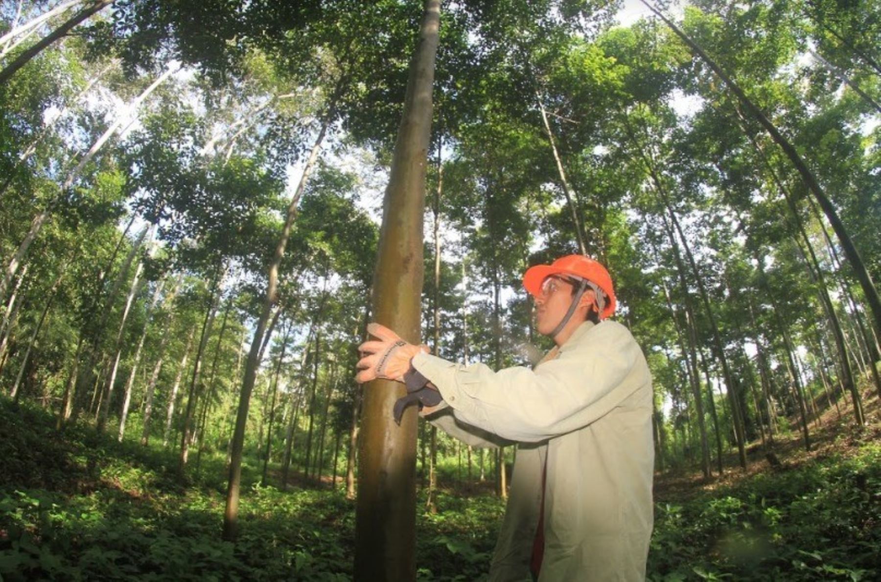 El programa de financiamiento de plantaciones forestales generará más de 30,000 puestos de trabajo directos e indirectos, destacó el Serfor.
