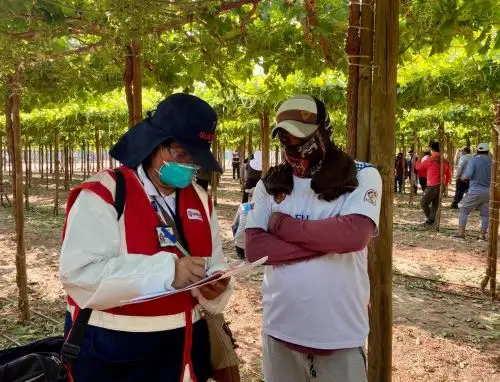 Más de 3,000 trabajadores agrarios de Ica fueron incorporados a planilla tras las inspecciones laborales ejecutadas por Sunafil en esa región. ANDINA/Difusión