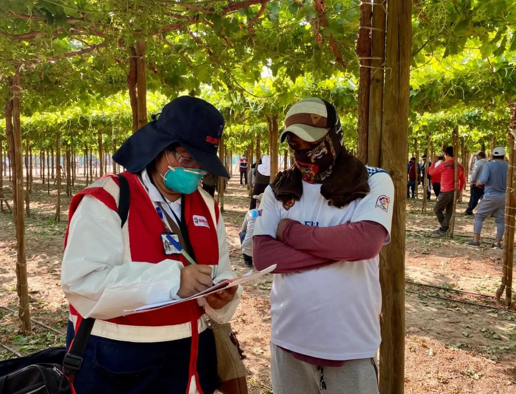 Más de 3,000 trabajadores agrarios de Ica fueron incorporados a planilla tras las inspecciones laborales ejecutadas por Sunafil en esa región. ANDINA/Difusión