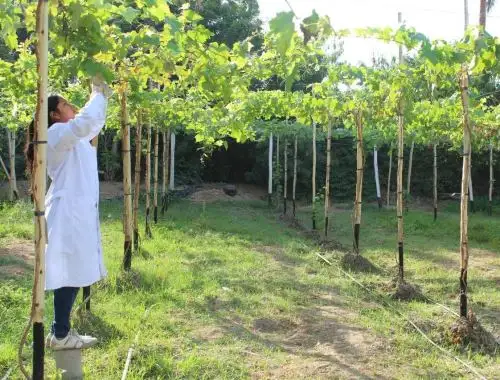 Piura innovadora, conoce la iniciativa que busca impulsar el sector productivo y la innovación de esta región ubicada al norte del Perú. ANDINA/Difusión