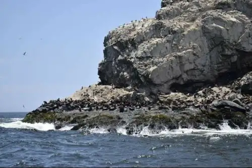 Las islas Guañape, en la provincia liberteña de Virú, registra la segunda mayor población de aves guaneras en el país. Foto: ANDINA/Difusión