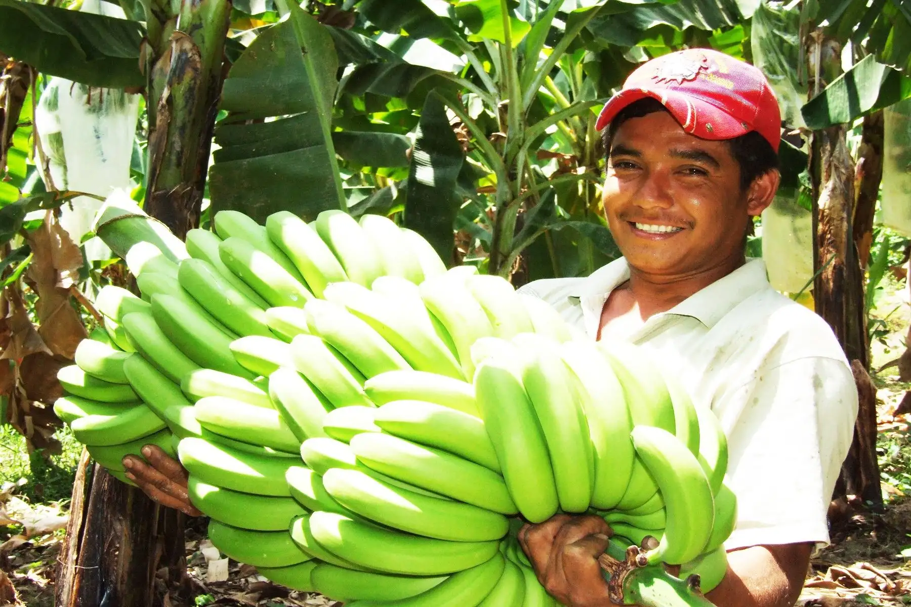Banano orgánico.