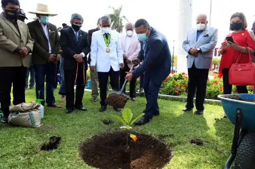 Siembran ejemplar del árbol de la quina en plaza de Armas de la ciudad de Trujillo, capital de la región La Libertad. Foto: Cortesía Luis Puell