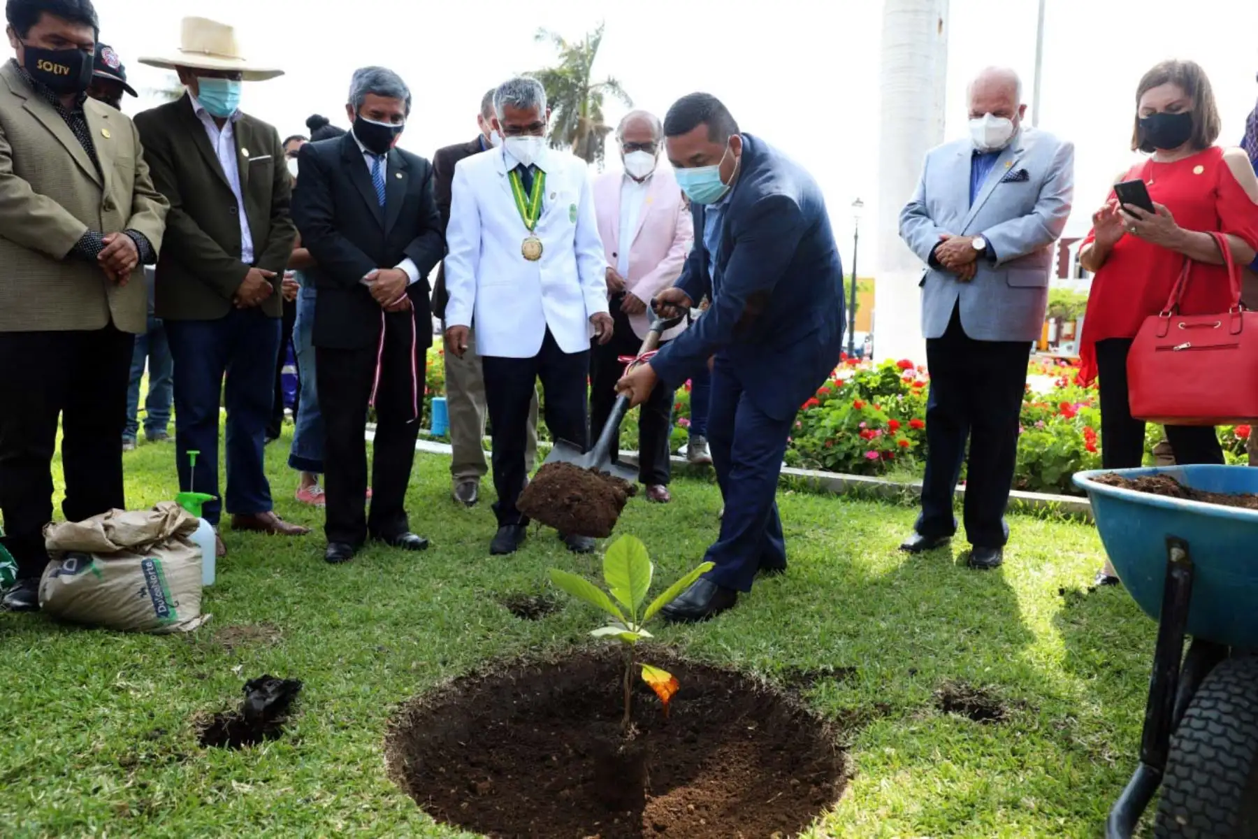 Siembran ejemplar del árbol de la quina en plaza de Armas de la ciudad de Trujillo, capital de la región La Libertad. Foto: Cortesía Luis Puell
