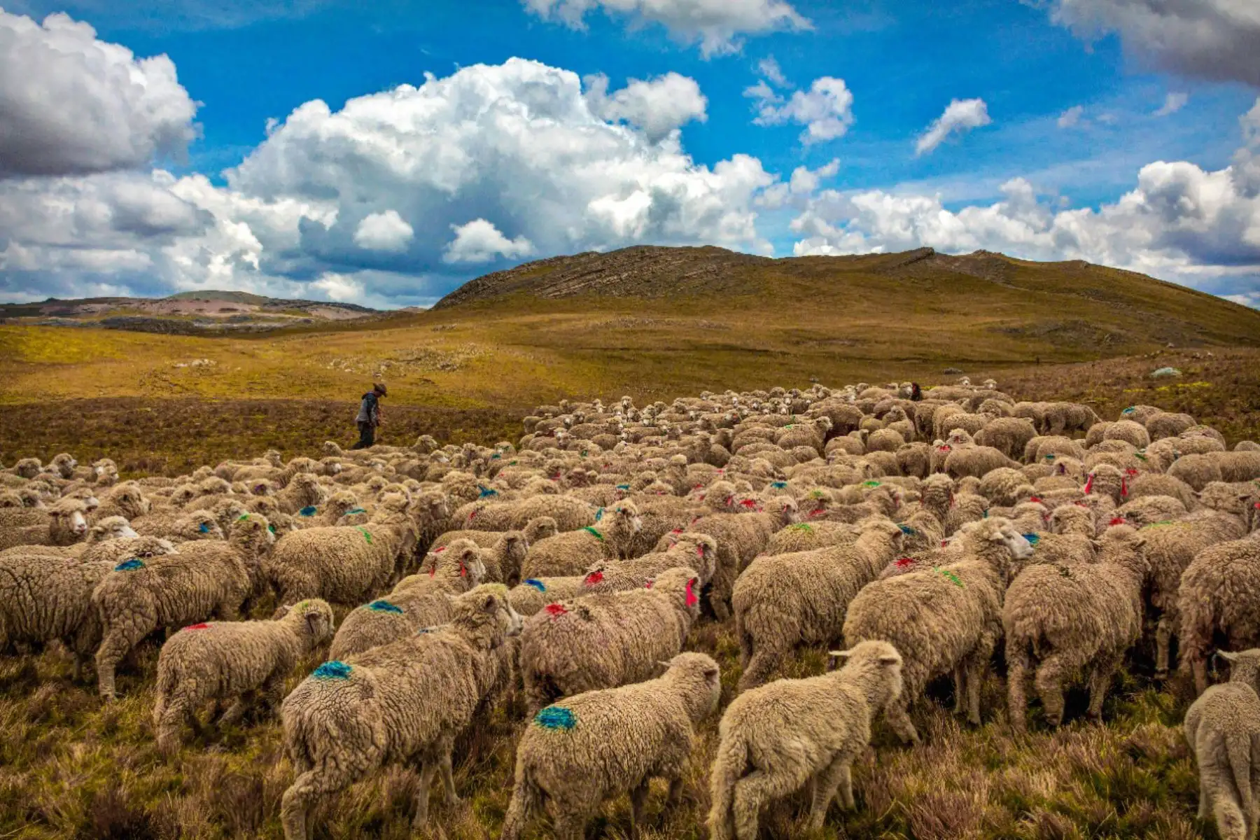 Midagri impulsa la Agricultura Familiar protegiendo 6000 cabezas de ganado ovino y camélidos del distrito de Yanque en Arequipa.
Foto: Midagri