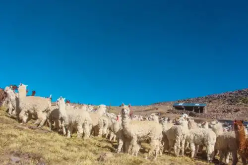El objetivo es apoyar el crecimiento y desarrollo de la cadena de camélidos sudamericanos. ANDINA/Difusión