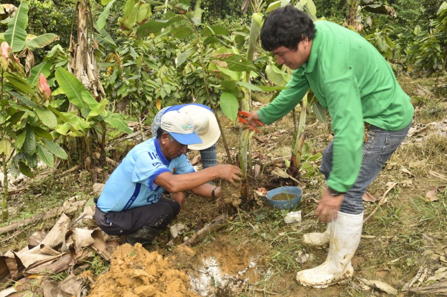 Agricultores del valle de San Gabán, en Puno usan el guano de las islas, considerado uno de los mejores abonos orgánicos del mundo, para mejorar sus cultivos de cacao y cítricos. ANDINA/Difusión