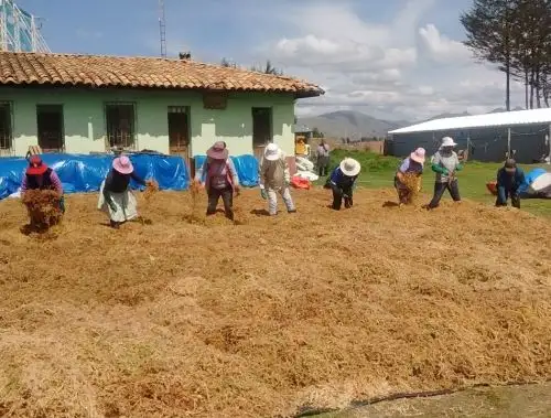 Serfor pide evitar la compra de musgo natural para adornar nacimientos y así no causar la depredación de bosques andinos.