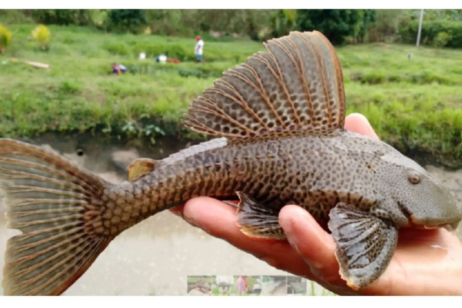 Científicos peruanos logran reproducción artificial de carachama para su manejo sostenible. ANDINA/Difusión
