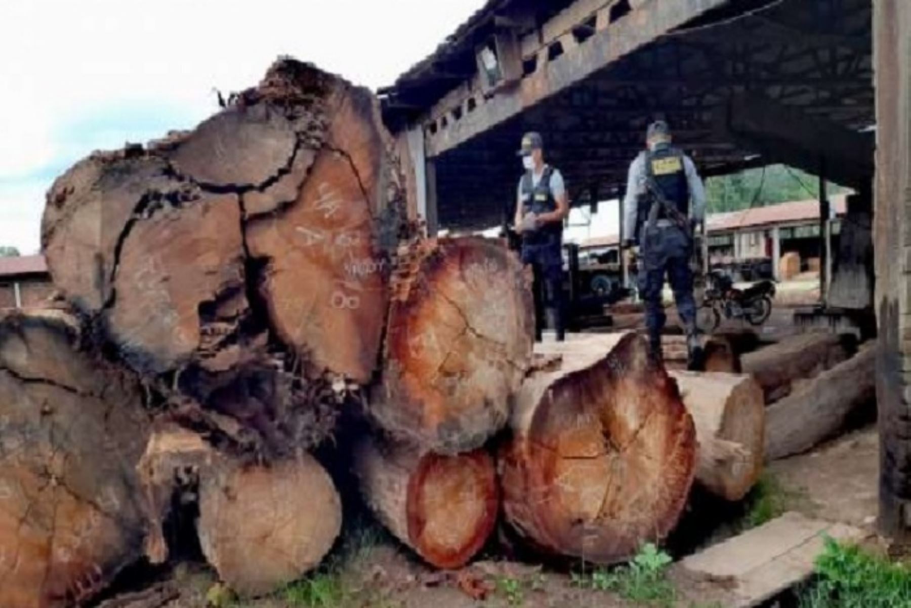 El lote de madera incautada de diferentes especies, carecía de documentos que acrediten su legalidad para su explotación, transporte y transformación.