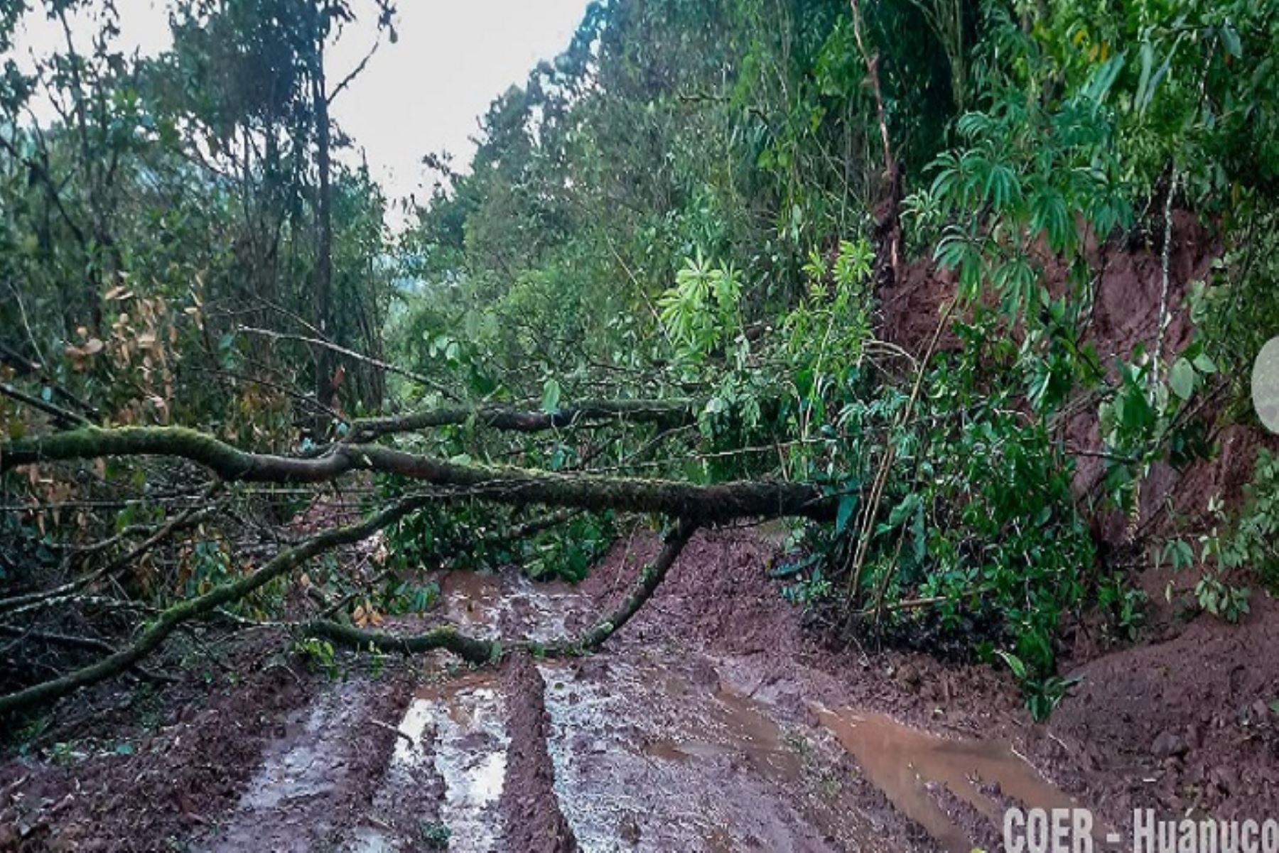 Huánuco: deslizamiento por intensas lluvias dañó 200 metros de caminos rurales