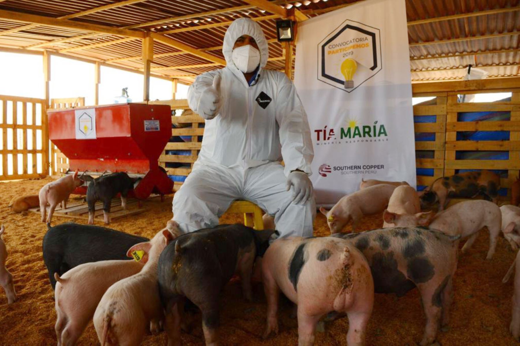 El proyecto minero Tía María implementó granja de porcinos tecnificada en la provincia de Islay, región Arequipa. Foto: Cortesía Rocío Mendez