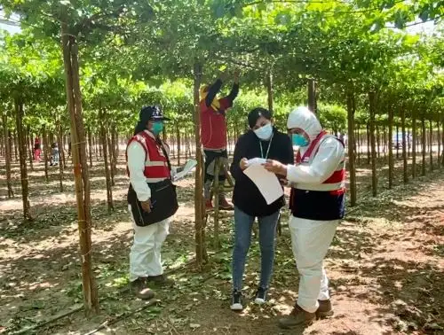 Sunafil establece lineamiento para la fiscalización en la agroindustria para la prevención de riesgos laborales en esta actividad. ANDINA/Difusión