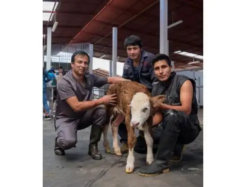 Luis Murga Valderrama (izq.) liderá el equipo de científicos de la Universidad Nacional Toribio Rodríguez de Mendoza que logró importantes avances en la clonación de animales.