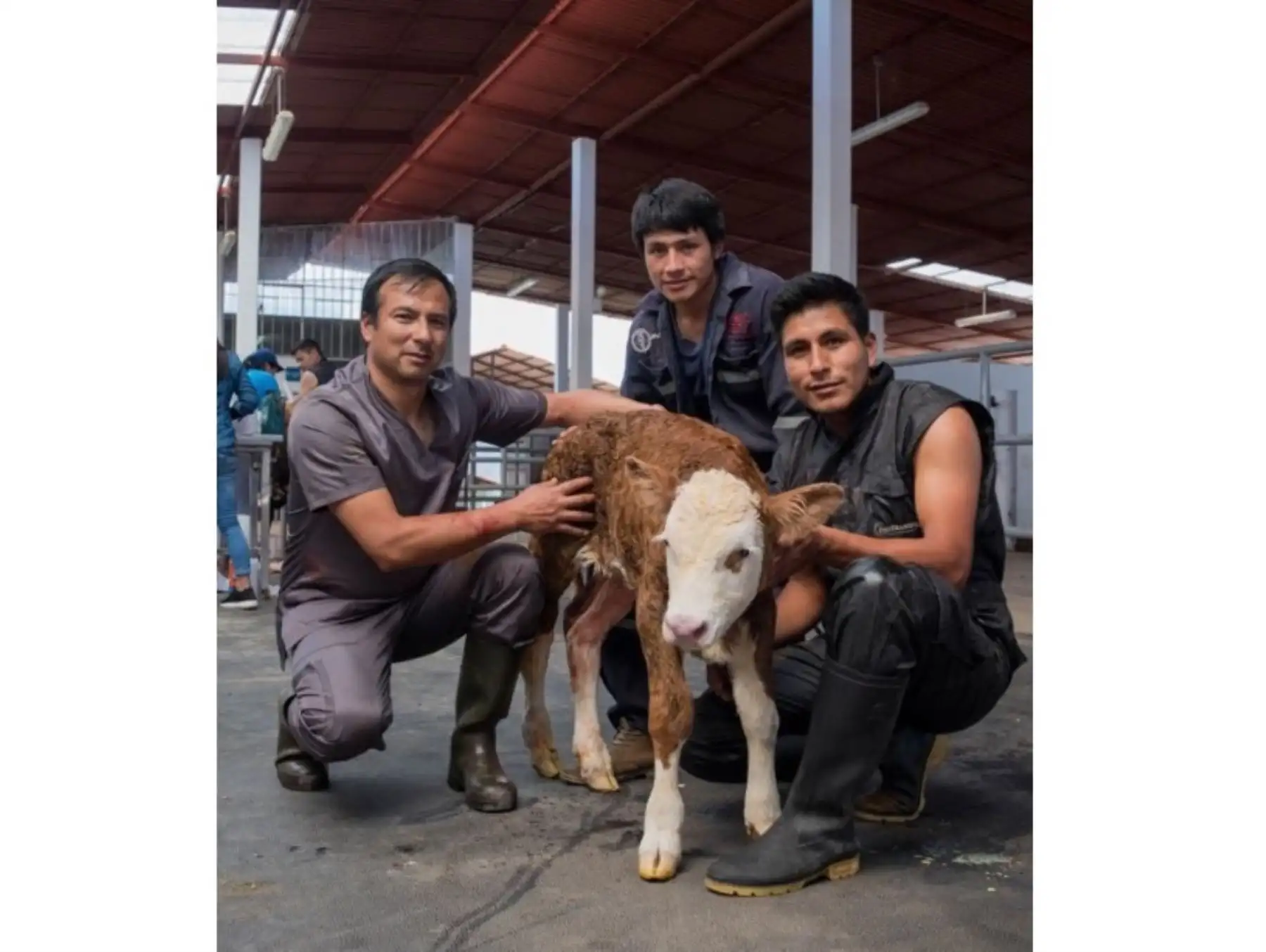 Luis Murga Valderrama (izq.) liderá el equipo de científicos de la Universidad Nacional Toribio Rodríguez de Mendoza que logró importantes avances en la clonación de animales.