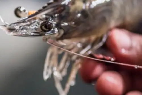 El Programa Nacional de Innovación en Pesca y Acuicultura (PNIPA), organismo adscrito al Ministerio de la Producción, culmina el año 2020, con 1,369 proyectos de innovación en pesca y acuicultura. Foto: PNIPA