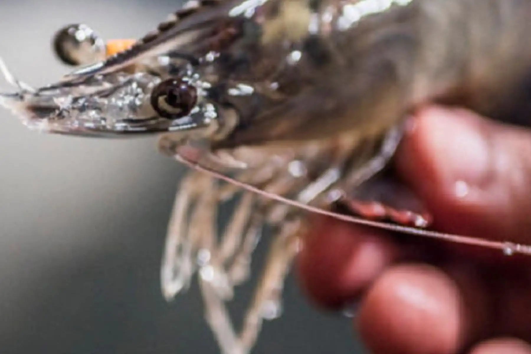 El Programa Nacional de Innovación en Pesca y Acuicultura (PNIPA), organismo adscrito al Ministerio de la Producción, culmina el año 2020, con 1,369 proyectos de innovación en pesca y acuicultura. Foto: PNIPA