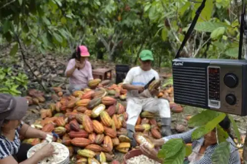 La Comisión Nacional para el Desarrollo y Vida sin Drogas (Devida) difundió durante este año más de 280 programas radiales de “Sembrando Esperanza” con el objetivo de brindar asistencia técnica remota durante la emergencia sanitaria por la covid-19, en beneficio de más de 40,000 agricultores del desarrollo alternativo en nueve regiones del país. Foto: Devida.