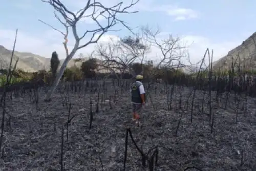 El fuego fue sofocado por efectivos de la Policía Nacional, del Cuerpo General de Bomberos del Perú, personal edilicio y pobladores. Foto: ANDINA/difusión.
