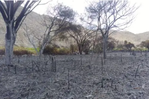 En un determinado momento, el fuego había llegado cerca de las viviendas, pero gracias a la rápida intervención de los bomberos se llegó a controlar el incendio.