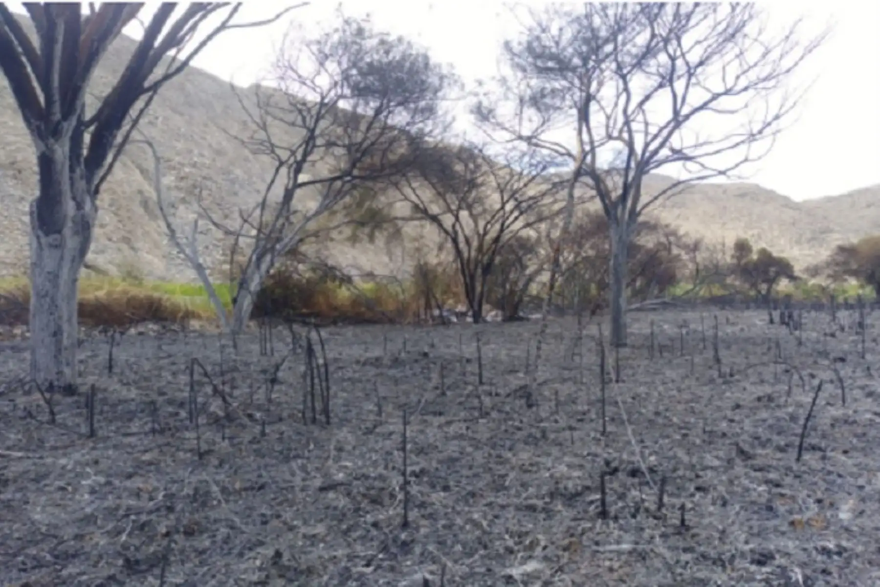 En un determinado momento, el fuego había llegado cerca de las viviendas, pero gracias a la rápida intervención de los bomberos se llegó a controlar el incendio.