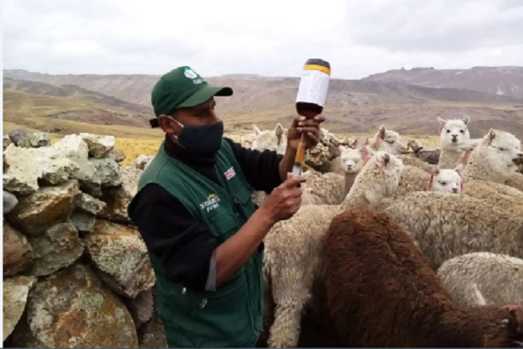 Se benefició a más de 23 mil pequeños ganaderos de zonas altoandinas de Áncash, Apurímac, Arequipa, Ayacucho, Cusco, Huancavelica, Huánuco, Junín, Lima, Moquegua, Pasco, Puno y Tacna.
