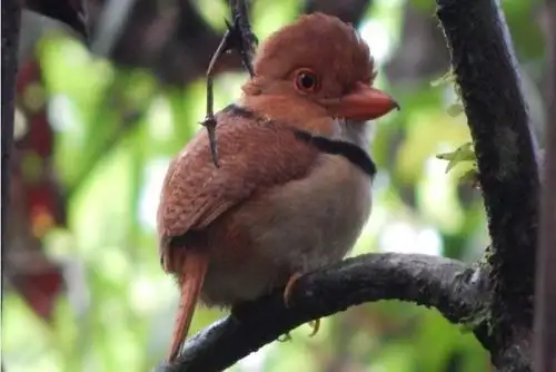Estos ecosistemas de alto valor de biodiversidad desde ahora conforman la Zona de Protección y Conservación Ecológica de la zonificación forestal, que tiene como objetivo identificarlas dentro del catastro forestal y asegurar la gestión sostenible, recuperación y puesta en valor en beneficio de la población local.