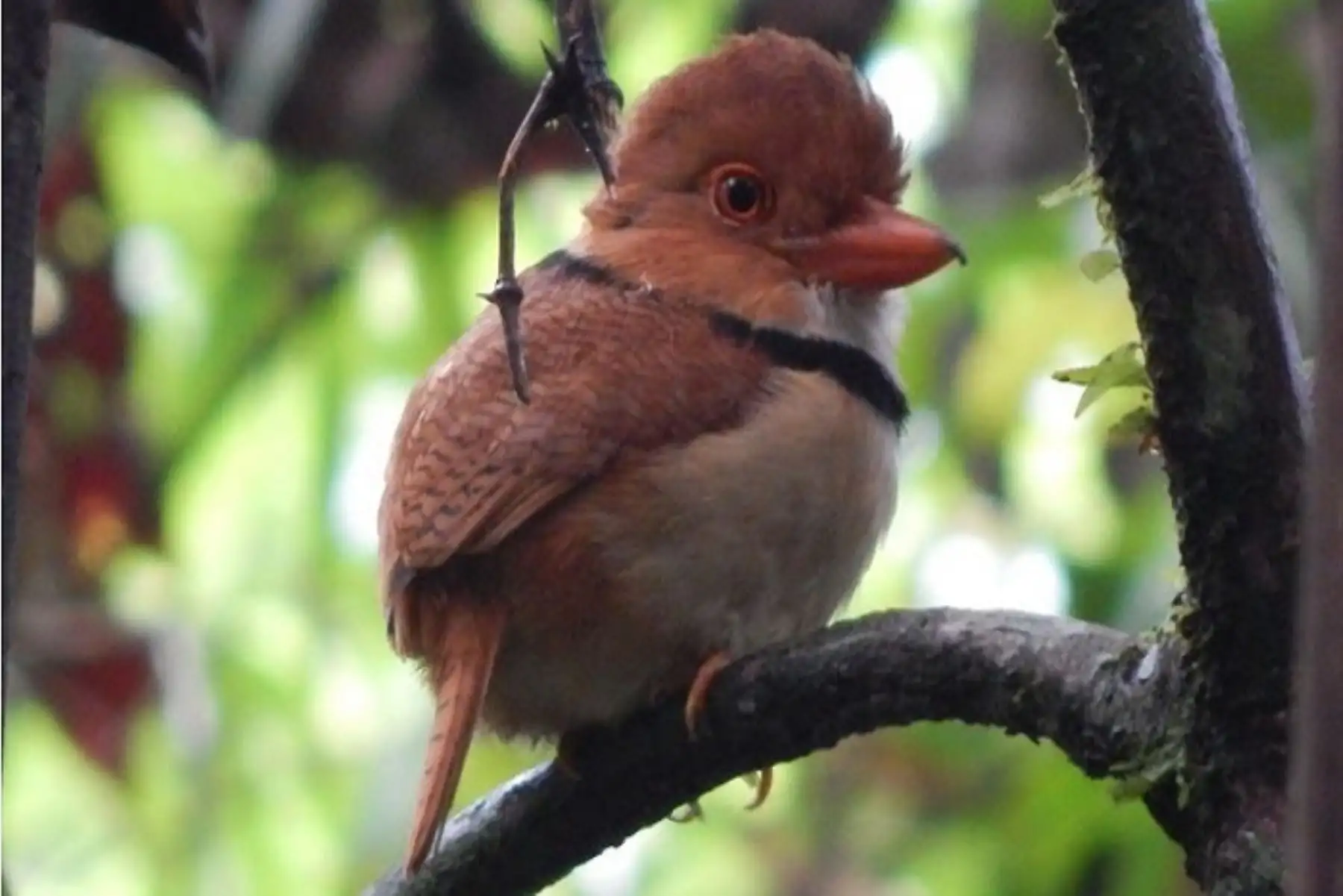 Estos ecosistemas de alto valor de biodiversidad desde ahora conforman la Zona de Protección y Conservación Ecológica de la zonificación forestal, que tiene como objetivo identificarlas dentro del catastro forestal y asegurar la gestión sostenible, recuperación y puesta en valor en beneficio de la población local.