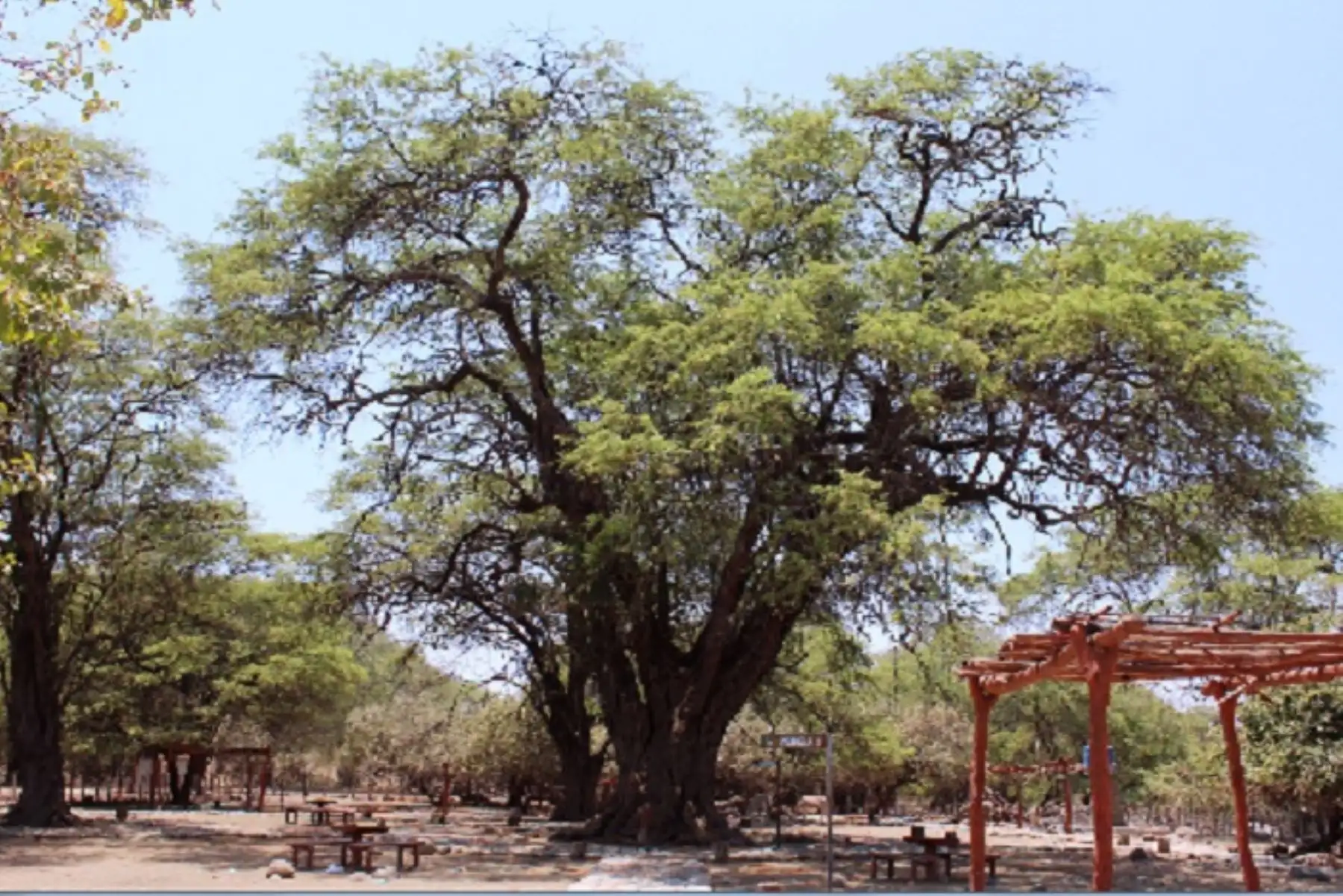 Un árbol patrimonial es aquel que se considera excepcional en la región por su gran tamaño, belleza, longevidad, originalidad de sus formas, vinculación con el paisaje, por su importancia cultural, histórica, científica o educativa.