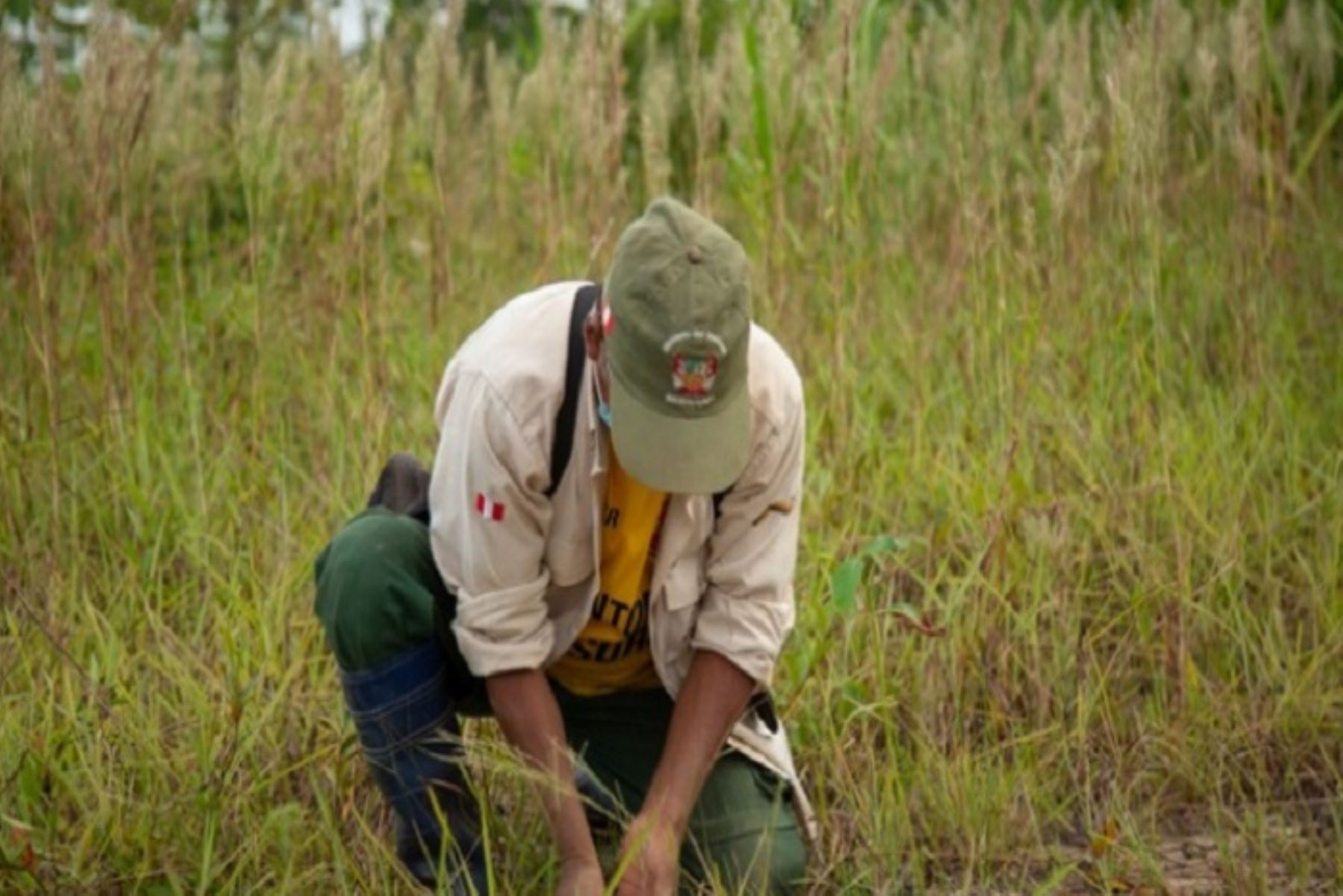 Gracias a la restauración de 13 especies nativas se ha recuperado el ecosistema en dicha reserva nacional y se ha logrado el retorno de otras especies; ello en el marco de un trabajo coordinado con el Instituto de Investigaciones de la Amazonía Peruana (IAAP), también organismo adscrito al Minam.
