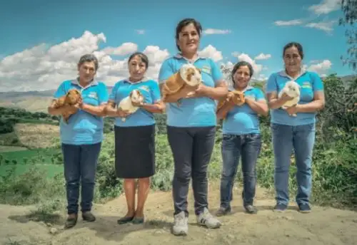 El Ministerio de Desarrollo Agrario y Riego (Midagri) continúa concertando esfuerzos para seguir apoyando el crecimiento y desarrollo de los productores de cuyes, por ello, desde el mes de octubre de 2020, se ejecuta el “Proyecto de mejora de la competitividad en cuyes”. Foto: Midagri.
