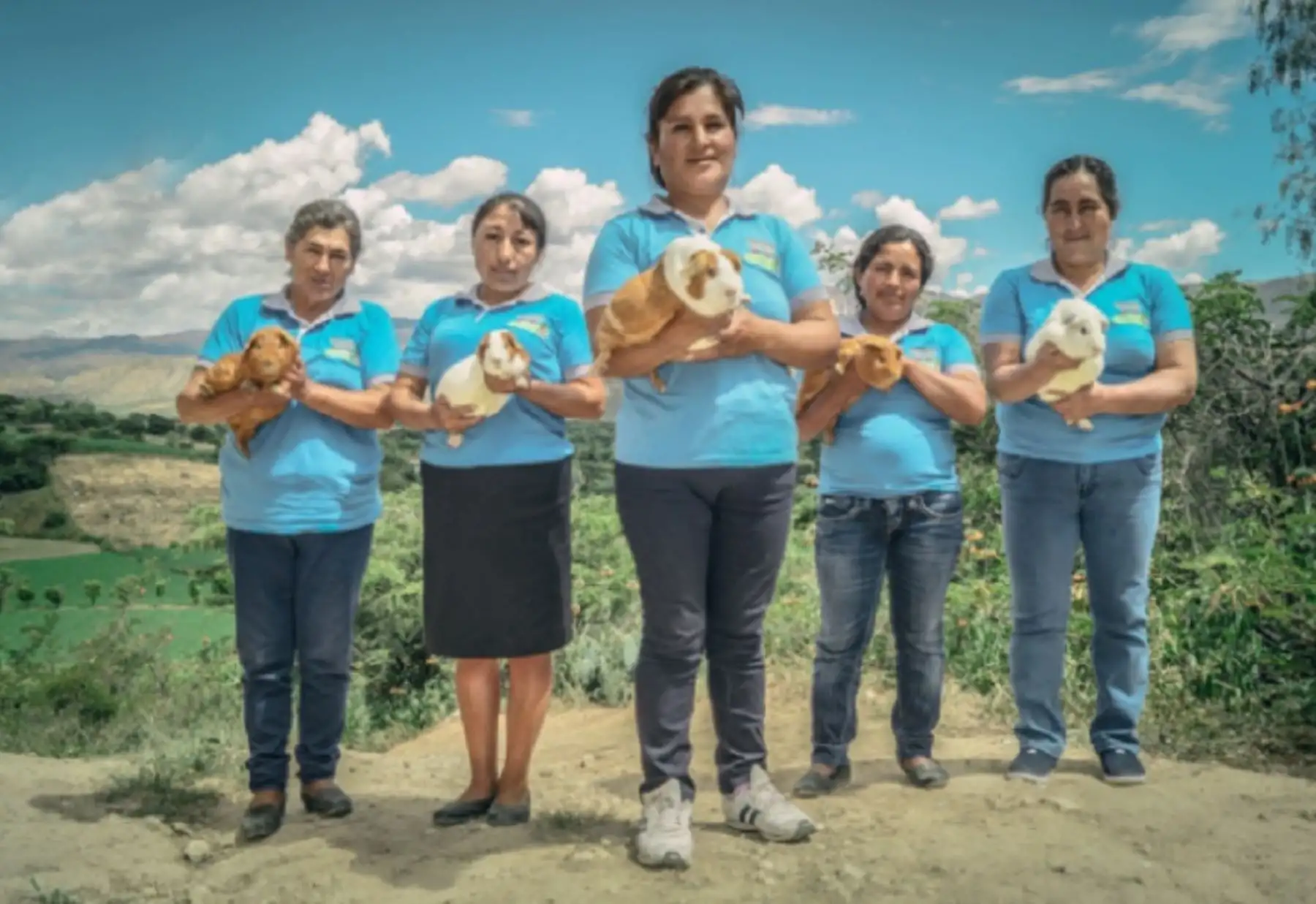 El Ministerio de Desarrollo Agrario y Riego (Midagri) continúa concertando esfuerzos para seguir apoyando el crecimiento y desarrollo de los productores de cuyes, por ello, desde el mes de octubre de 2020, se ejecuta el “Proyecto de mejora de la competitividad en cuyes”. Foto: Midagri.