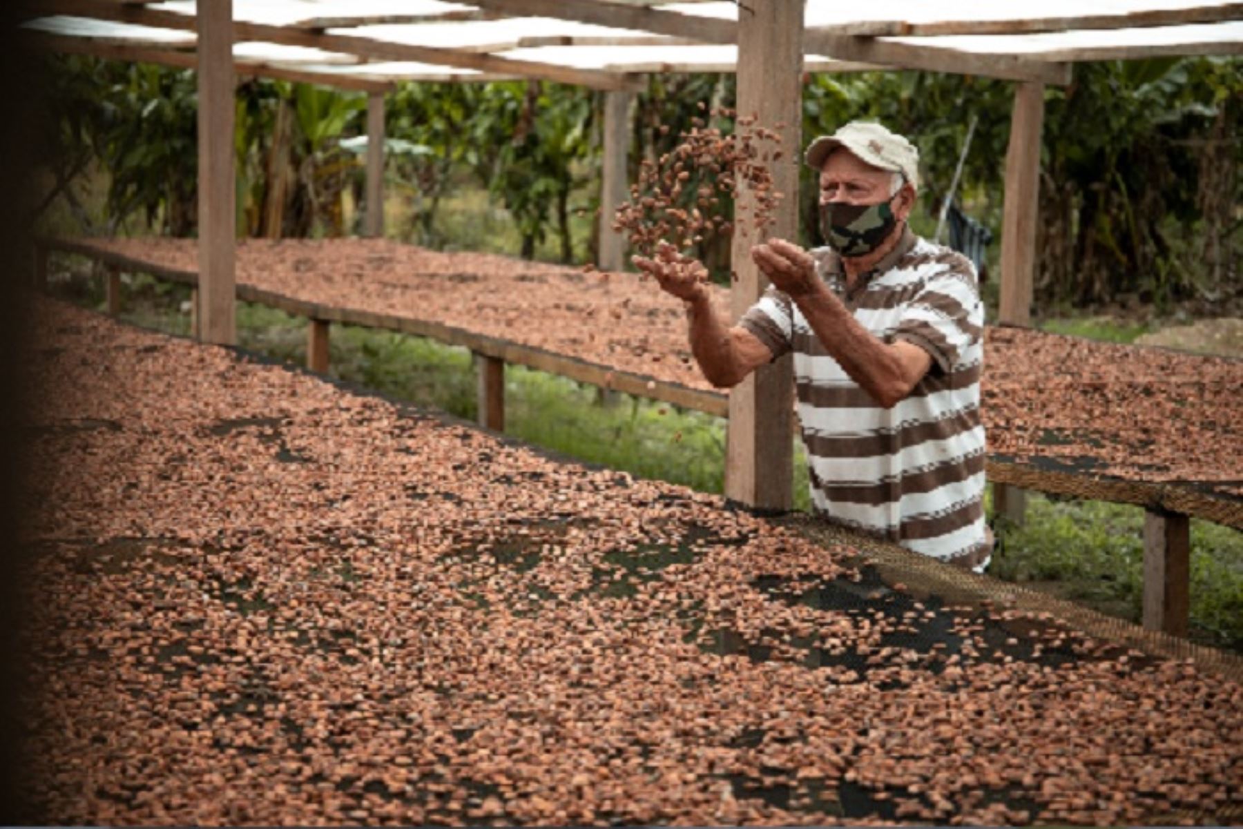 Productor de cacao. ANDINA/Difusión