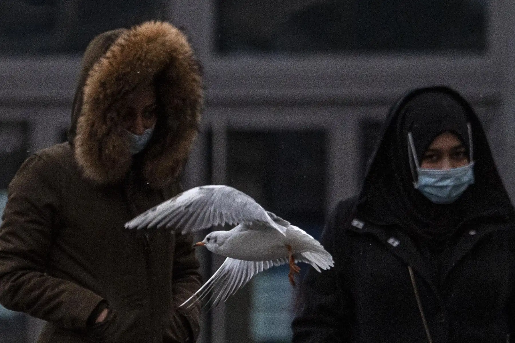 Una gaviota pasa volando junto a personas que llevan máscaras faciales en Berlín. Foto: AFP