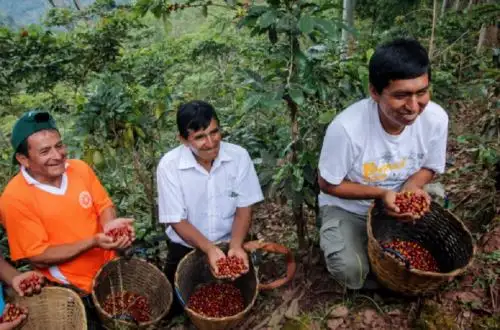 Negocios superiores a los 48 millones soles, mediante comercio electrónico y ruedas de negocios, generaron los más de 100 caficultores del país participantes de la primera Plataforma Nacional virtual para la Promoción del Café, que cerró el pasado 31 de diciembre tras permanecer tres meses y medio en línea.