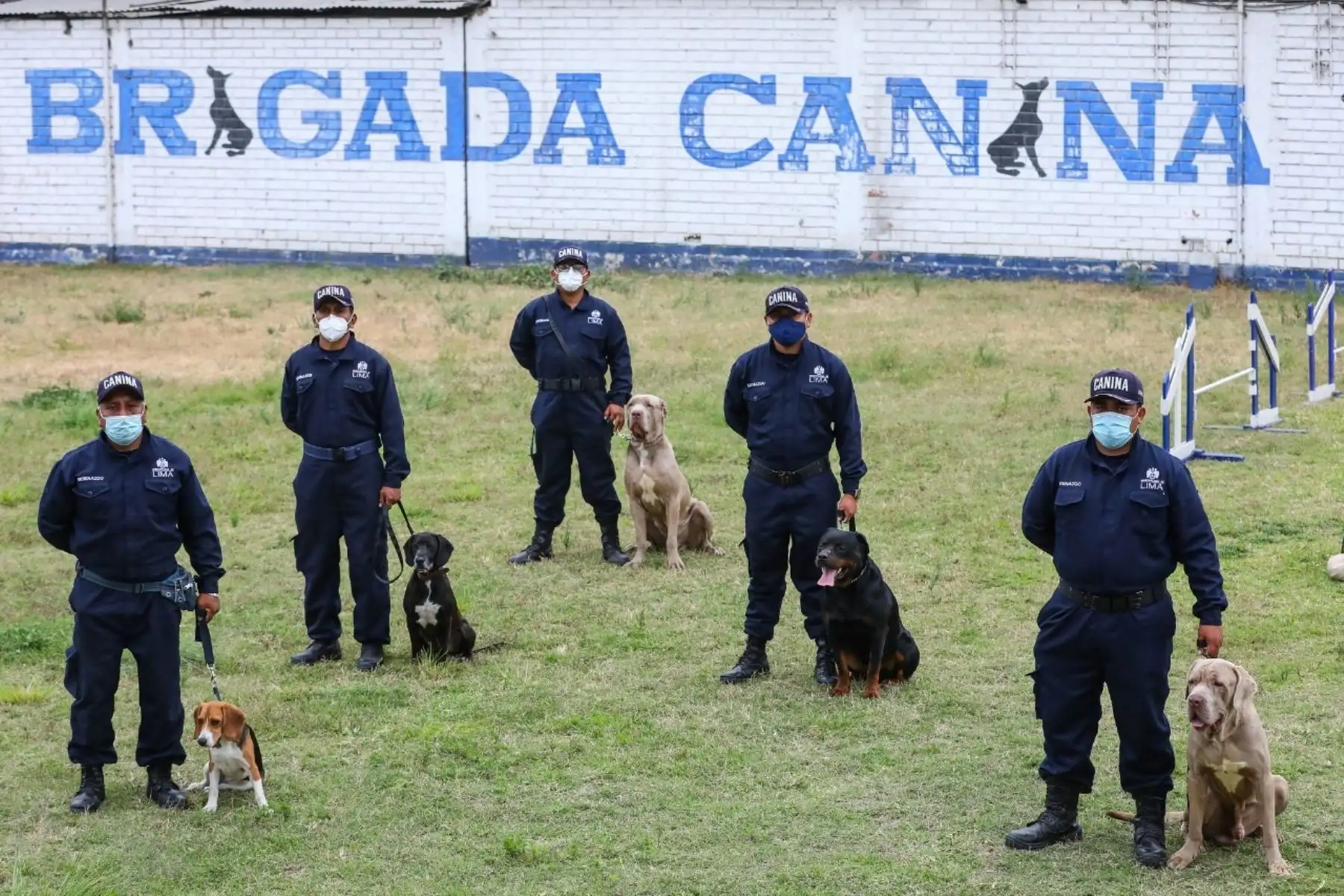 Los perros fueron evaluados para determinar si eran dóciles y podían llevarse bien con otros canes.  También se les hicieron chequeos médicos y, finalmente, pasaron por un proceso de cuarentena para descartar cualquier tipo de enfermedad. ANDINA/Municipalidad de Lima