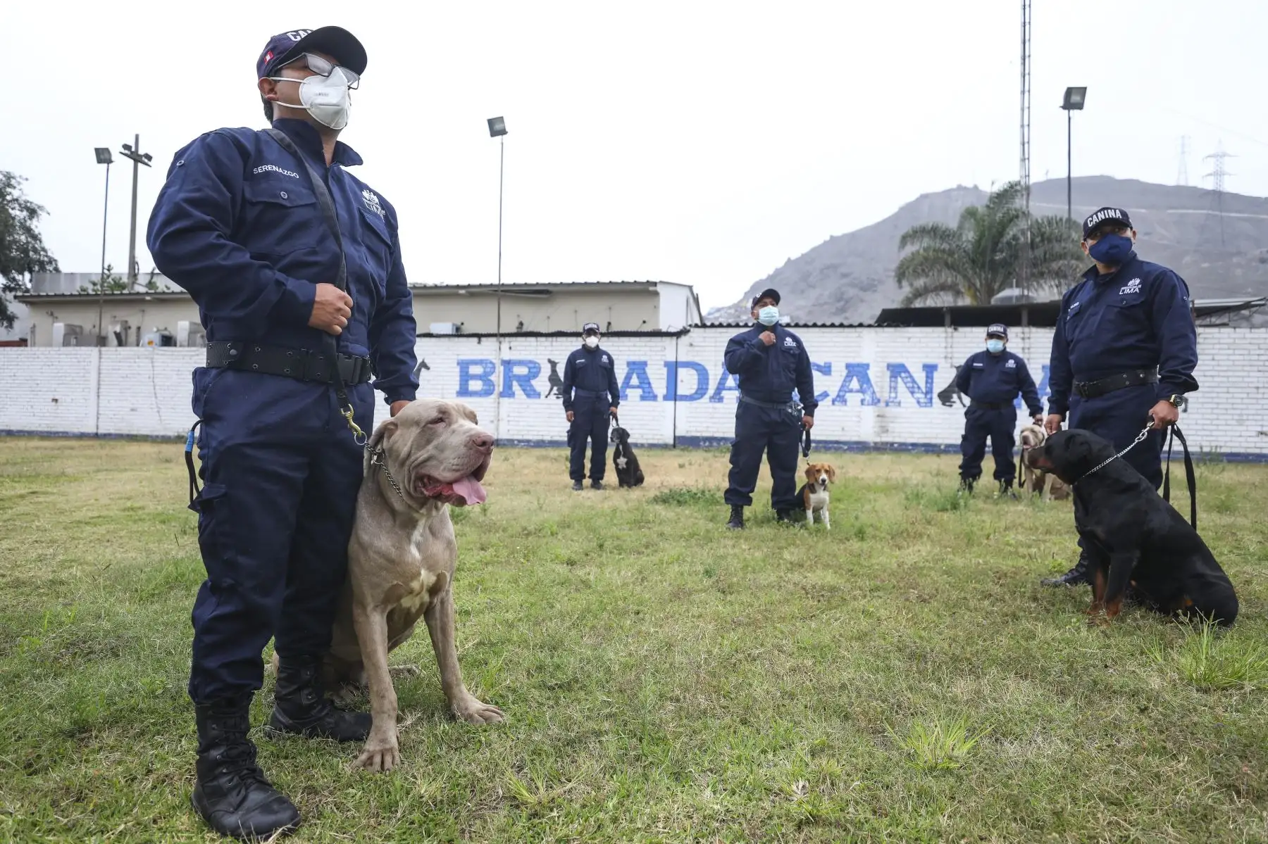 Brandon, Leia, Negro Junior, Antar y Atila son los nuevos canes que se incorporaron a la Brigada Canina de la Municipalidad de Lima, para sumarse a las labores de seguridad ciudadana en la ciudad, y convertirse en los nuevos guardianes del orden público. Foto: MML